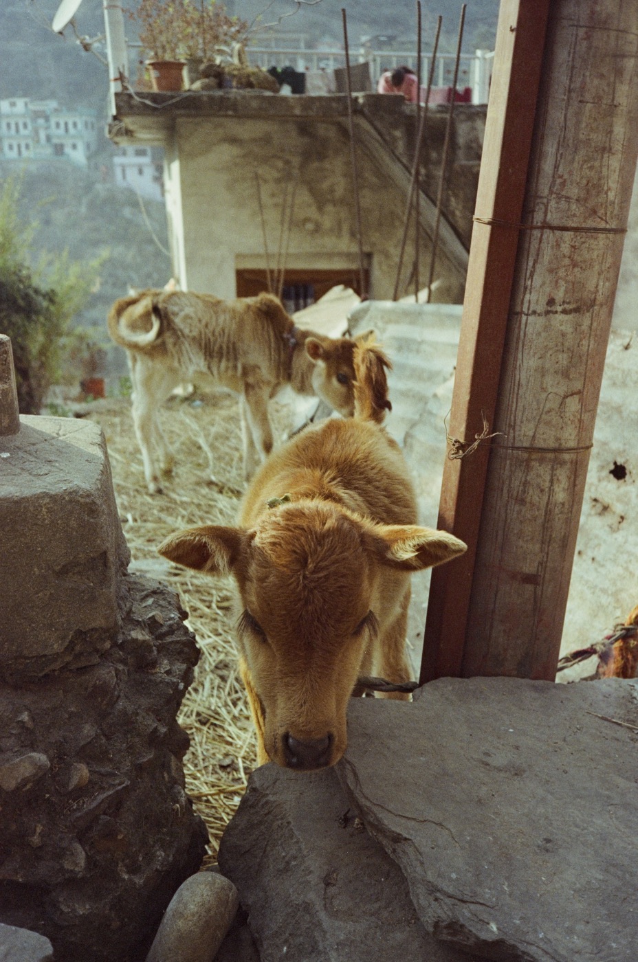 35 mm frame