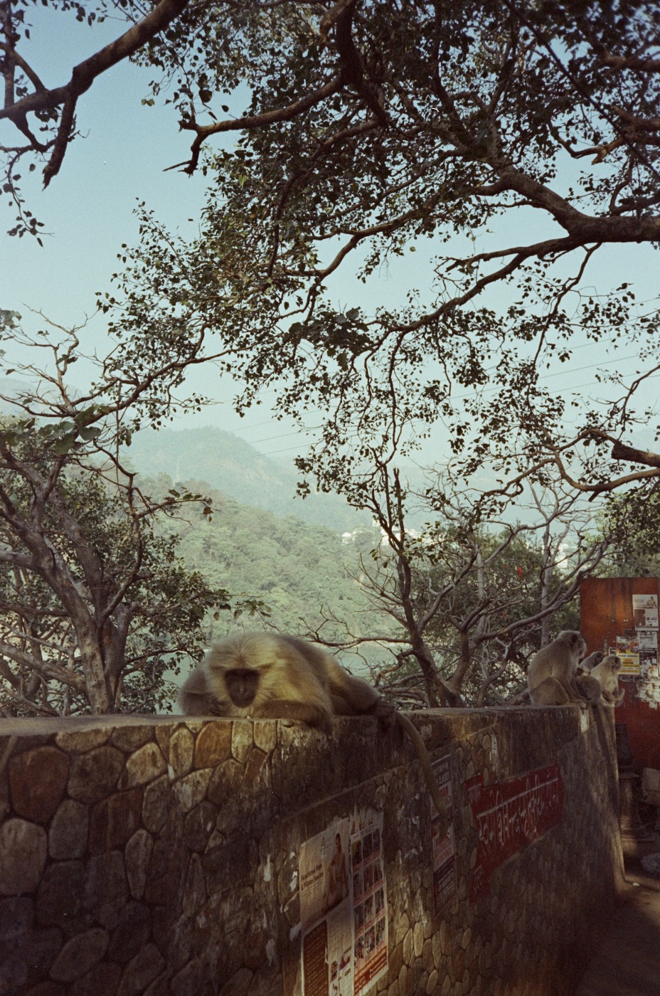 35 mm frame